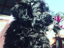 Happy Black Cavoodle!